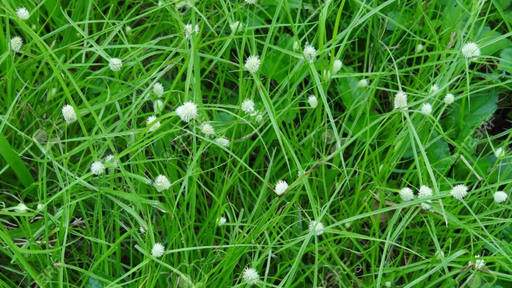 Sedge Grass Weed