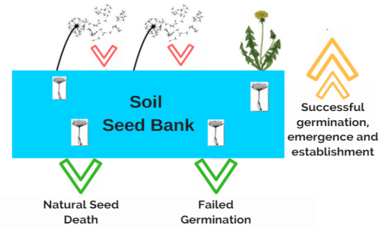 Did You Know Steam Weeding Can Actually Control Your Weed Seed Bank ...