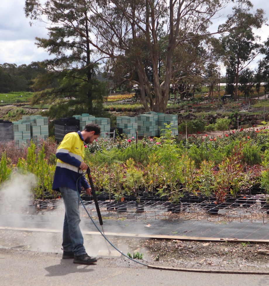 steam weeding for nurseries