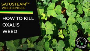 Oxalis weed control using steam weeding