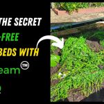 steam weeding garden beds