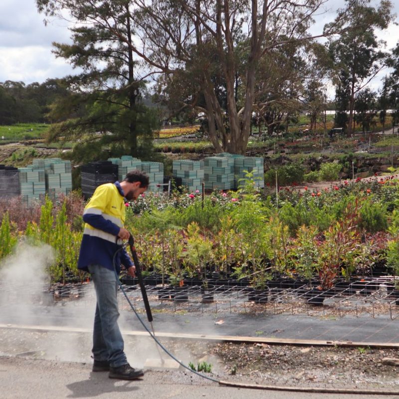 steam weeding for nurseries